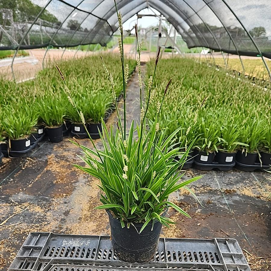 Carex morowii Ice Dance
