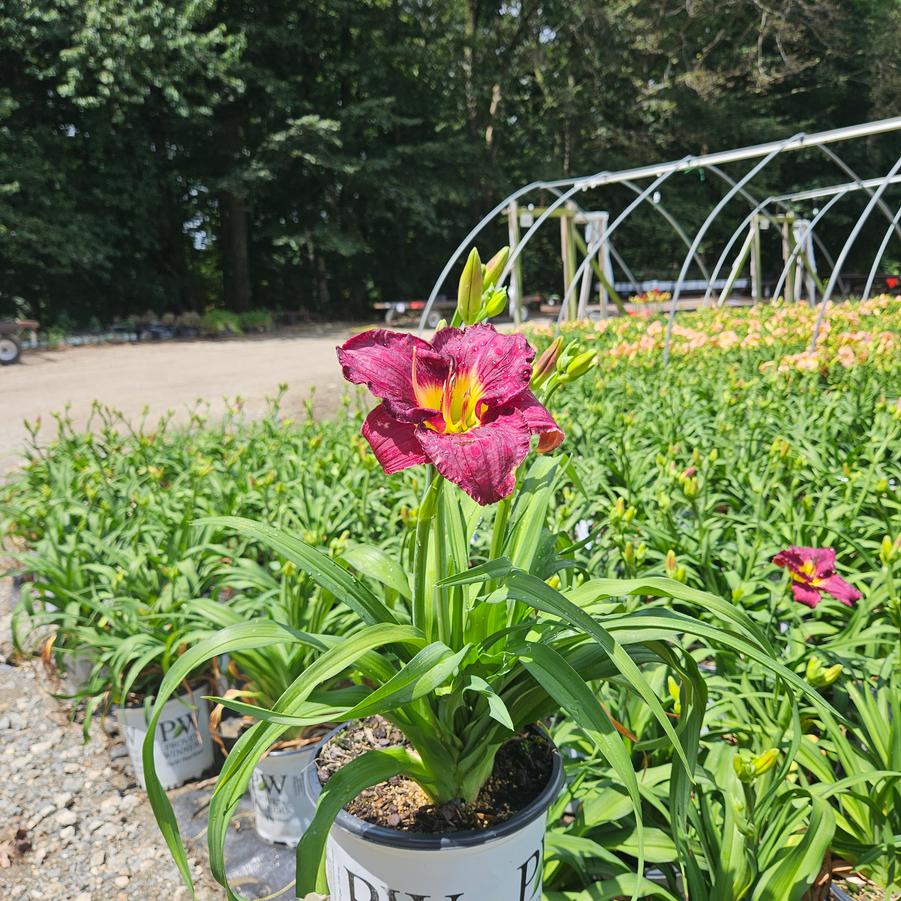 Hemerocallis Rainbow Rhythm® Nosferatu