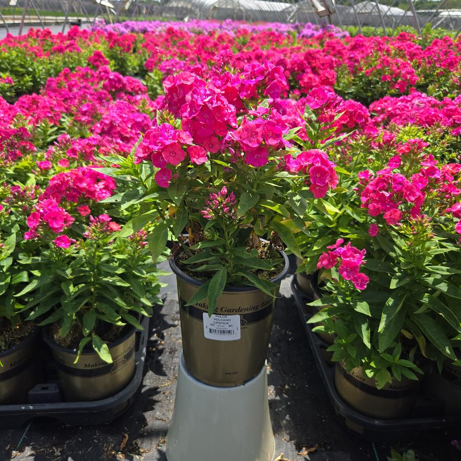 Phlox Volcano® Lipstick