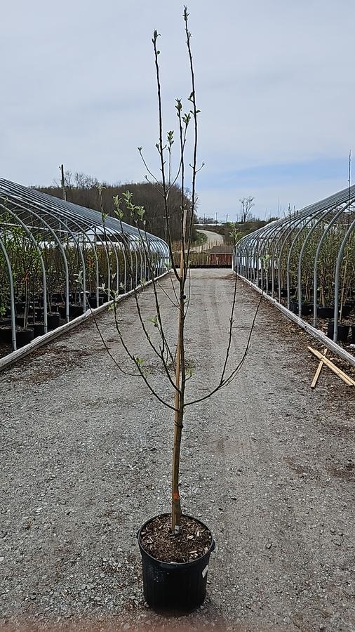 malus Granny Smith