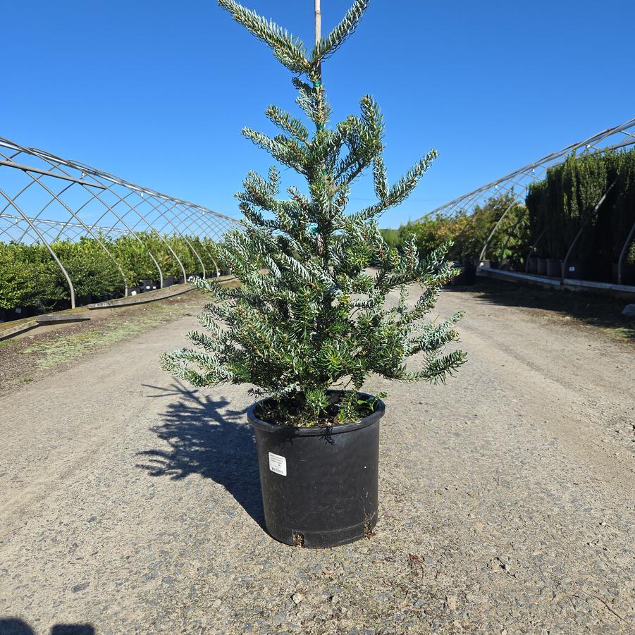 Abies koreana 'Horstmann's Siberlocke'