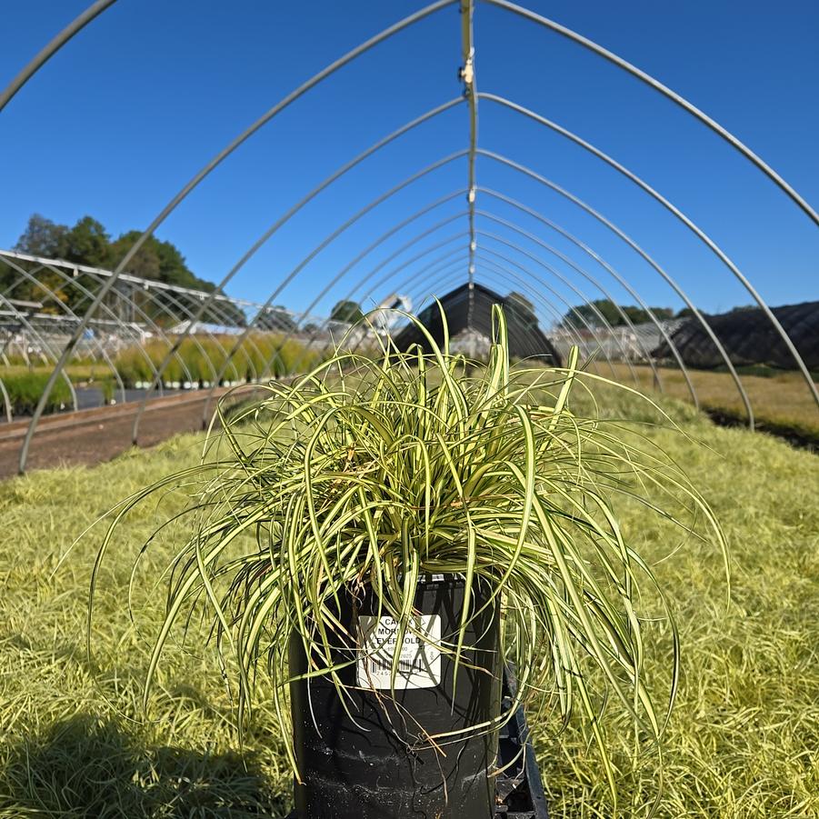 Carex morrowii Evergold