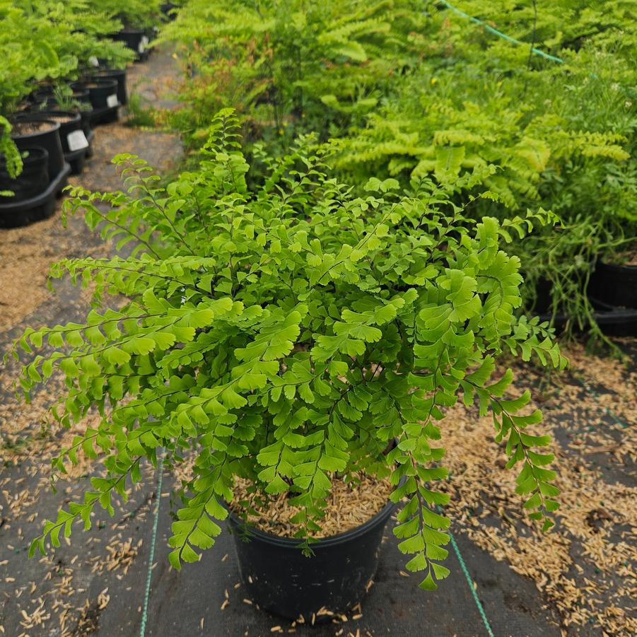 Adiantum pedatum 