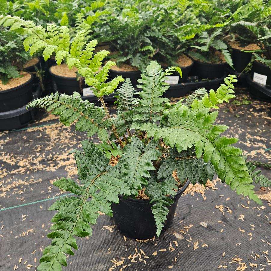 Polystichum polyblepharum 