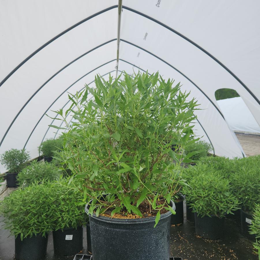 Caryopteris x cland. Dark Knight