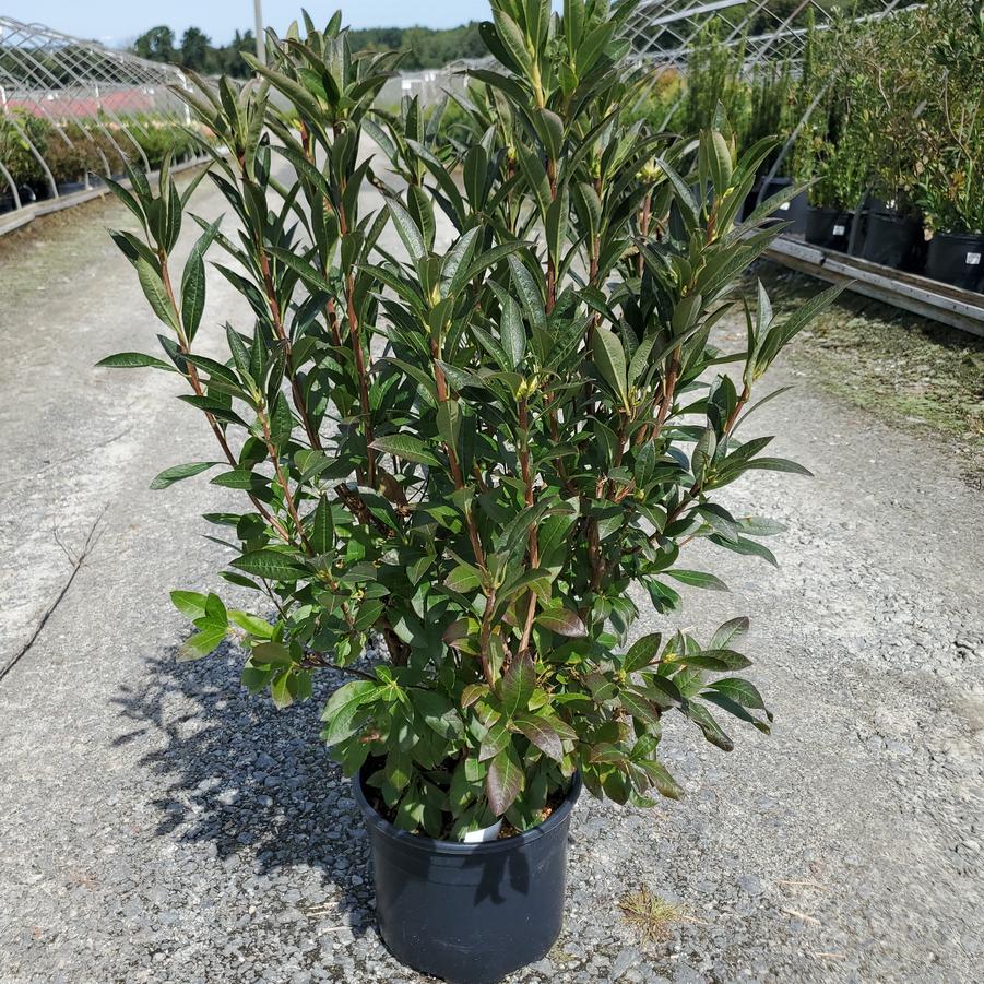 Azalea x Northern Hi-Lights