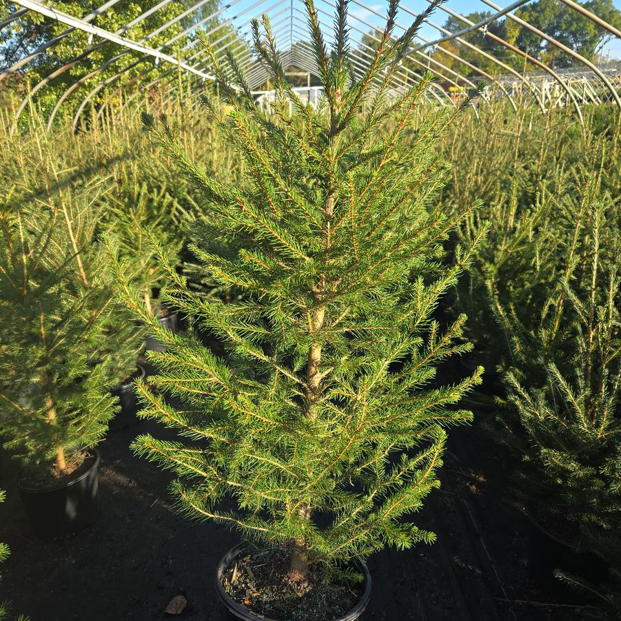 Picea abies