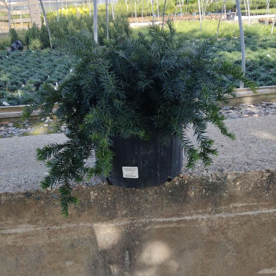 Taxus baccata 'Repandens'