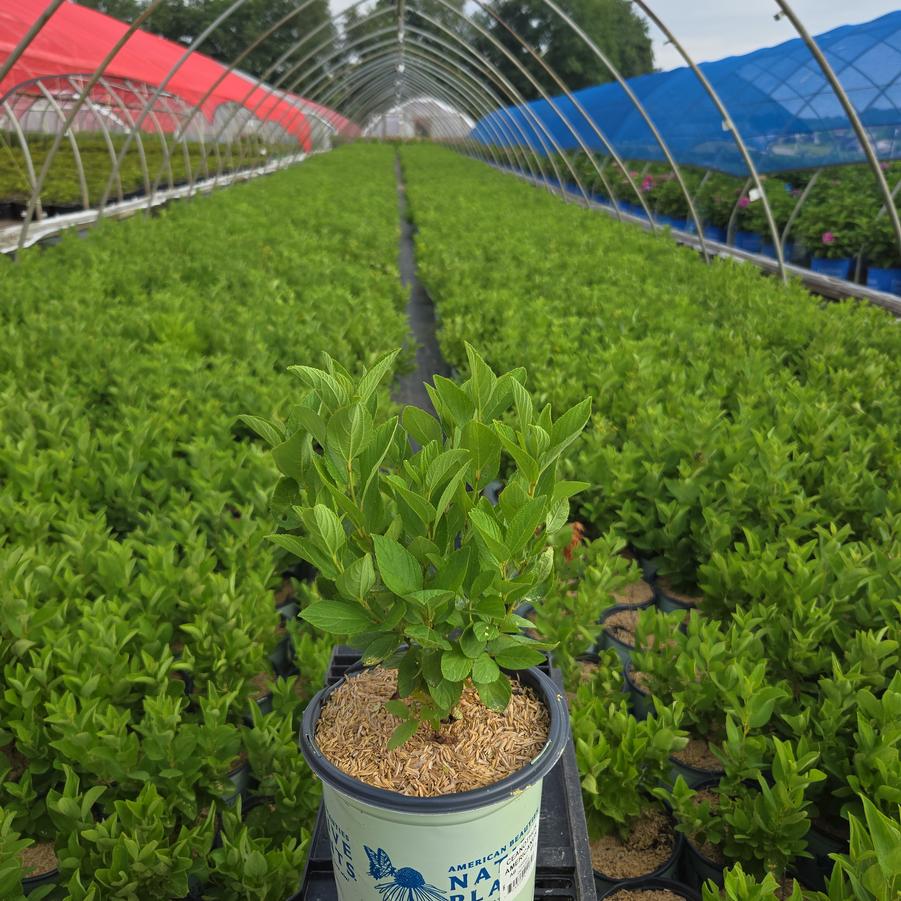 Ceanothus americanus 