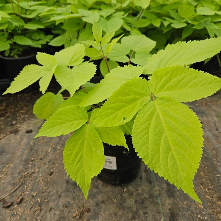 Aralia cordata 'Sun King'