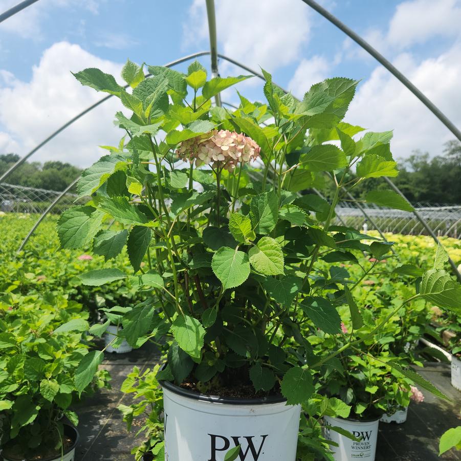 Hydrangea arborescens Invincibelle® Spirit Ⅱ