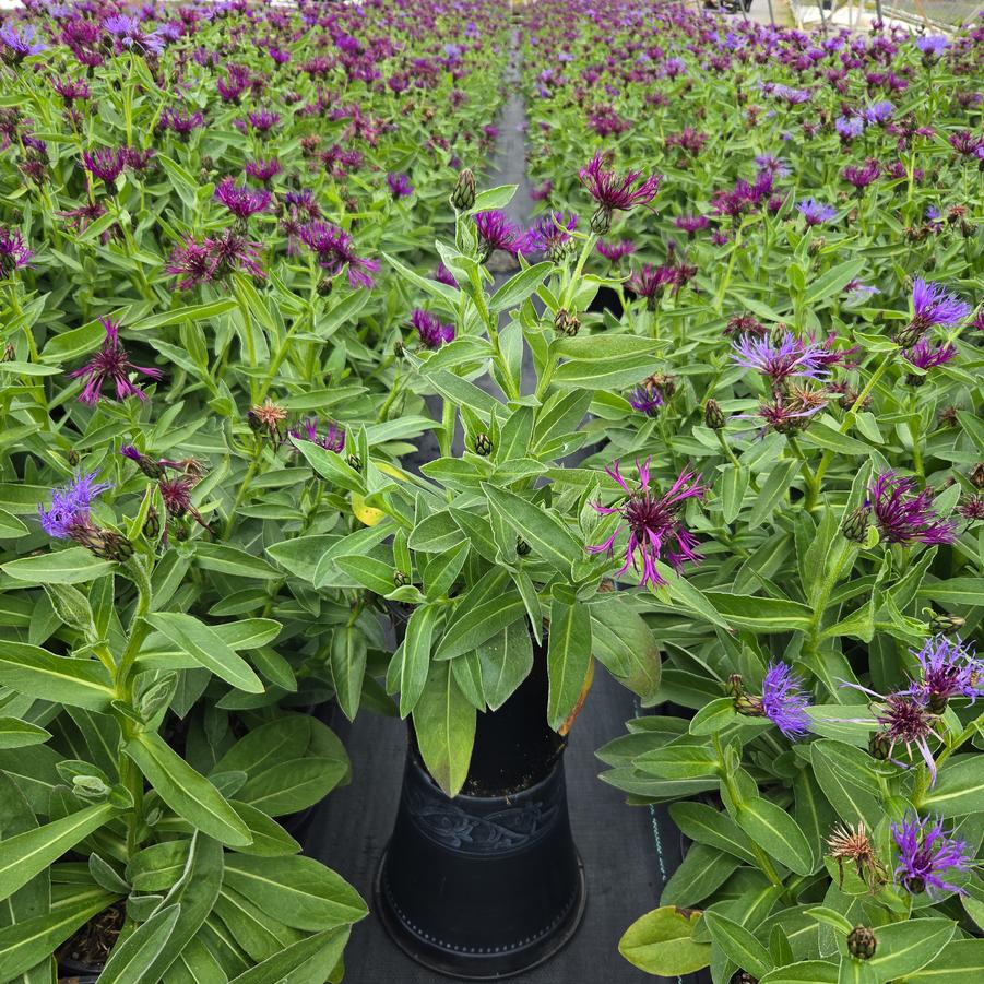 Centaurea 'Amethyst Dream'