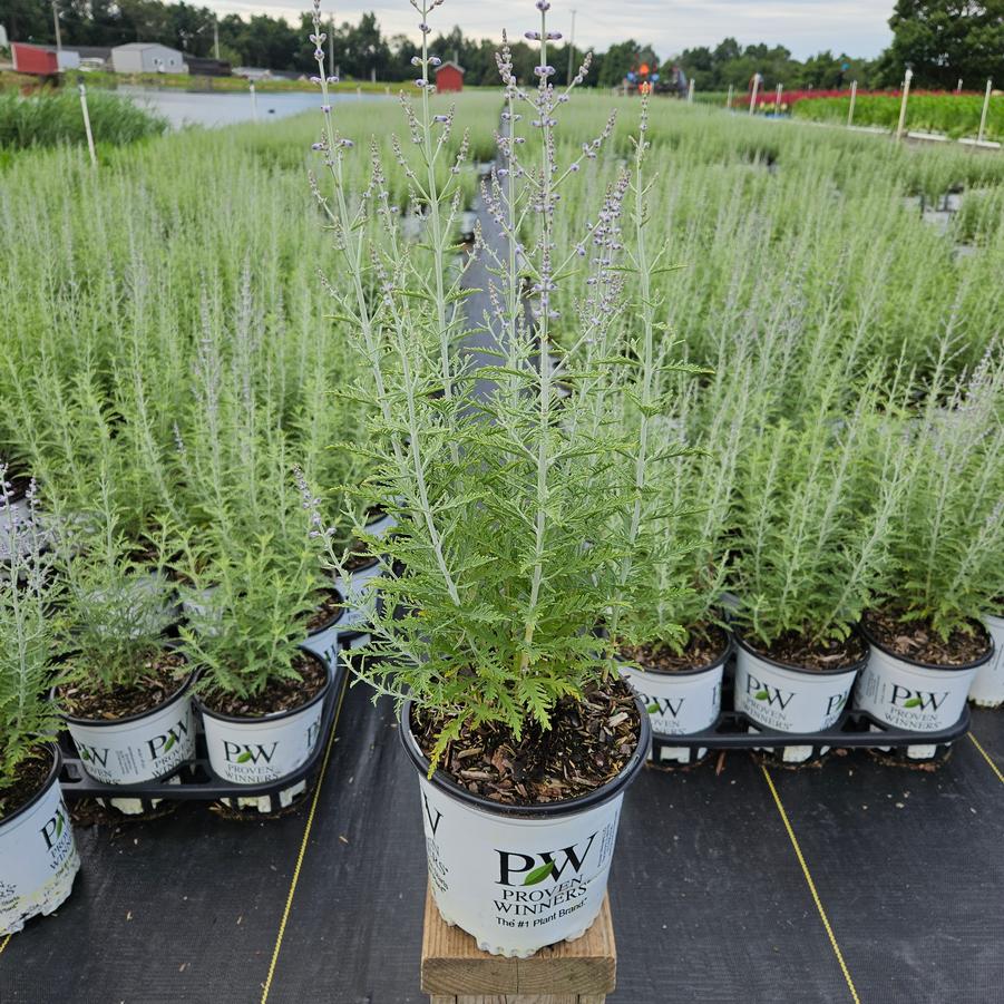 Perovskia atriplicifolia Denim 'n Lace