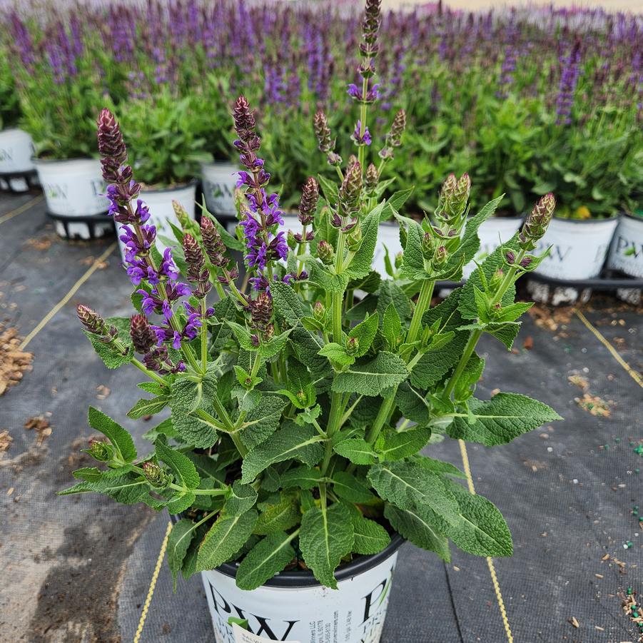 Salvia Color Spires® Violet Riot