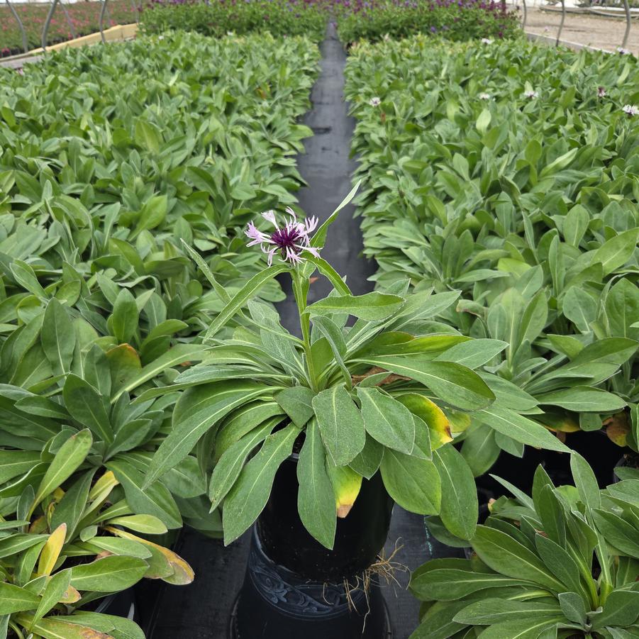 Centaurea Amethyst In Snow