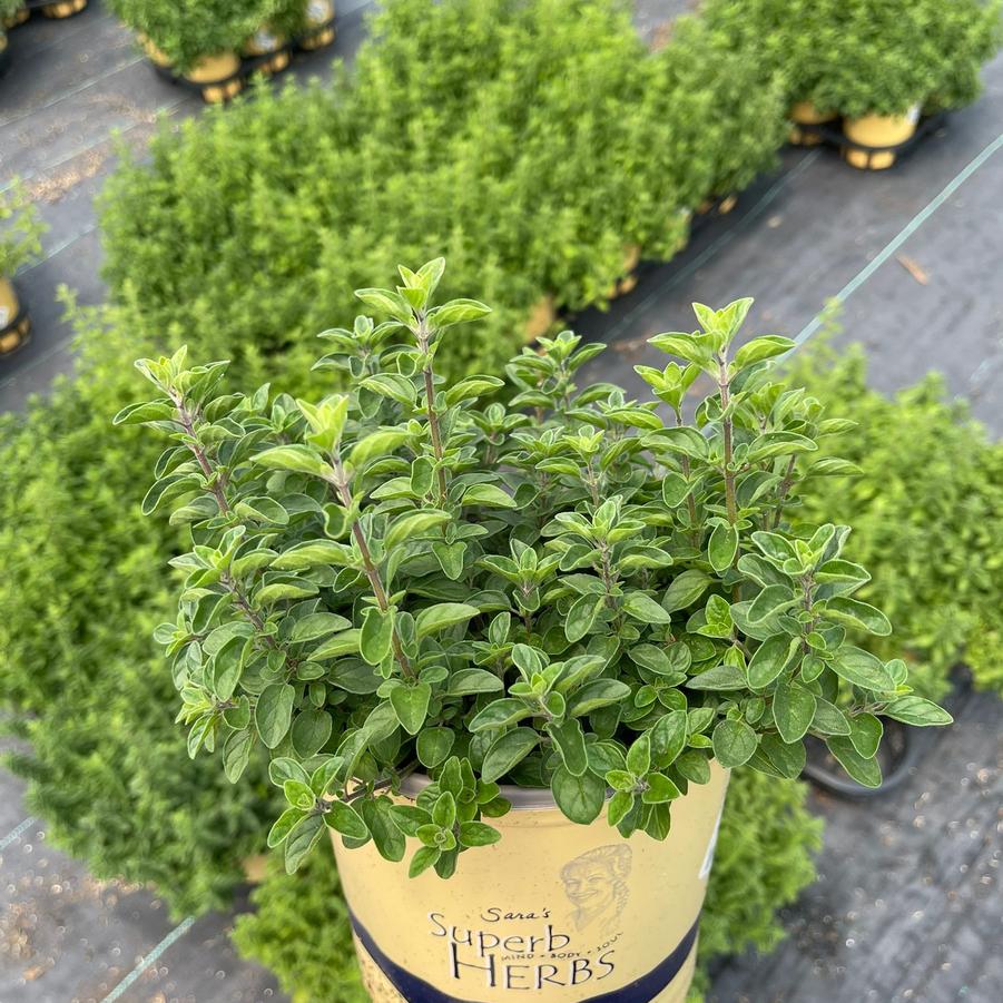 Origanum vul. Supreme