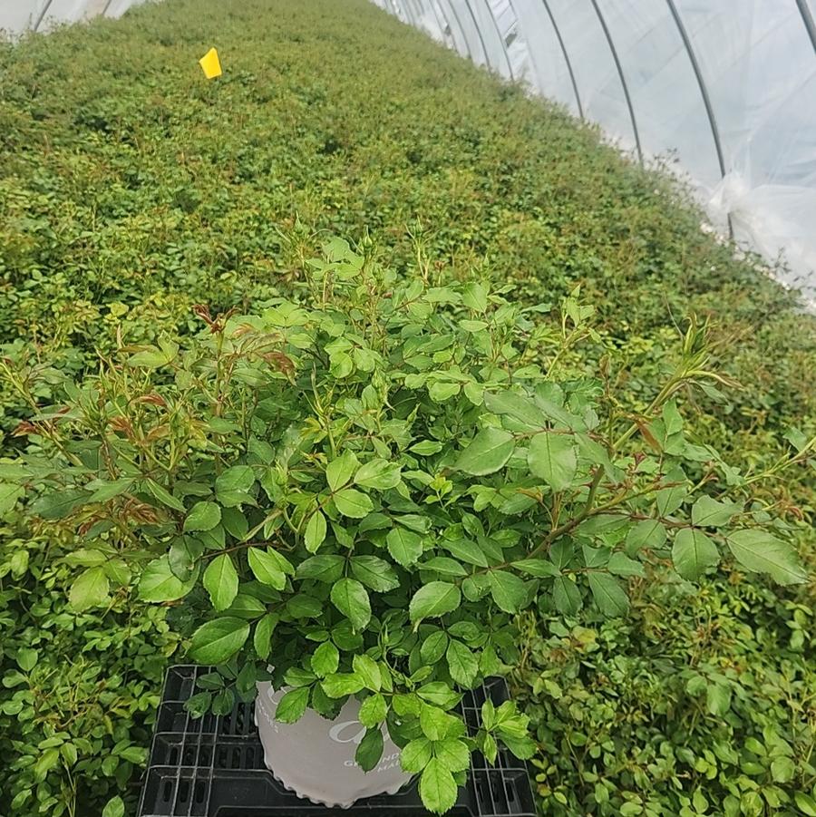 Rosa White Drift®