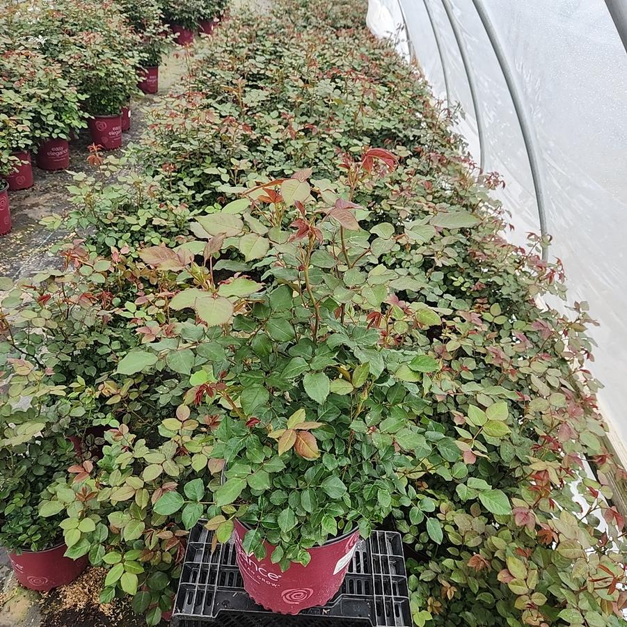 Rosa Easy Elegance® High Voltage