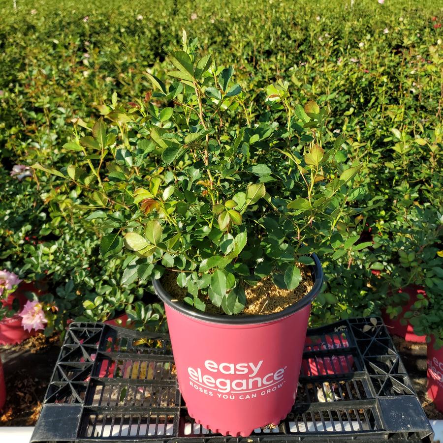 Rosa Easy Elegance® Music Box