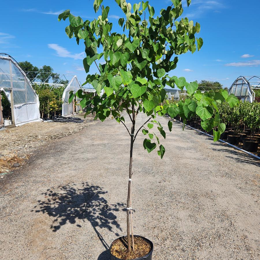 Cercis canadensis 