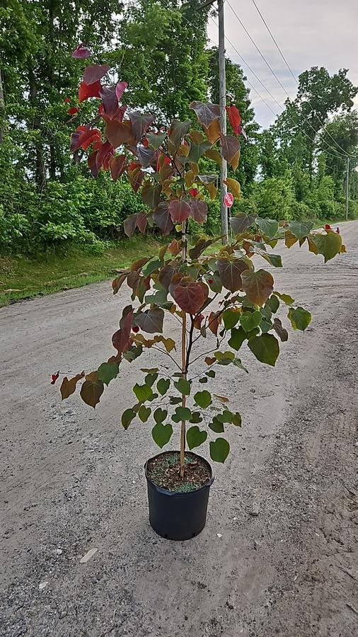 Cercis canadensis 'Forest Pansy'