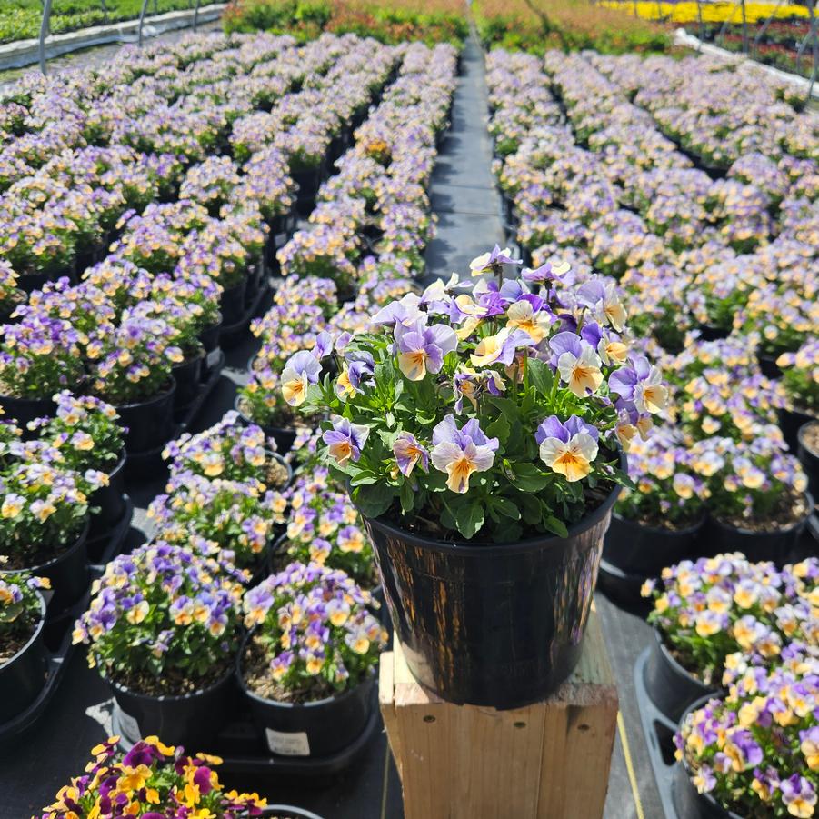 Viola cornuta Penny™ 'Peach Jump Up'