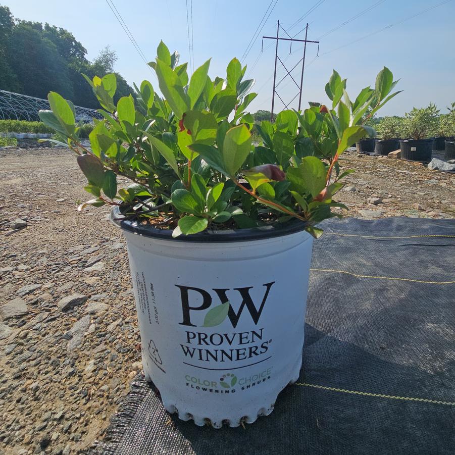 Aronia melanocarpa Low Scape Mound®