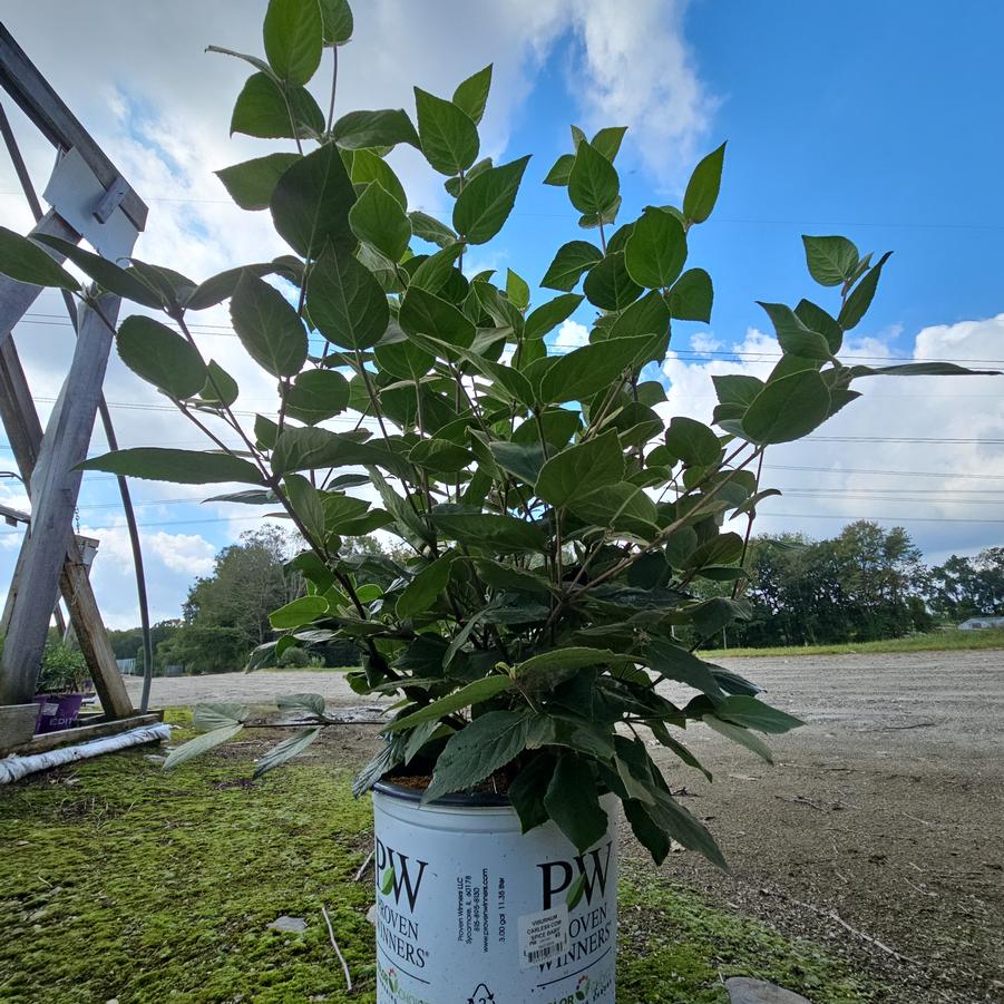 Viburnum carlesii Spice Baby™