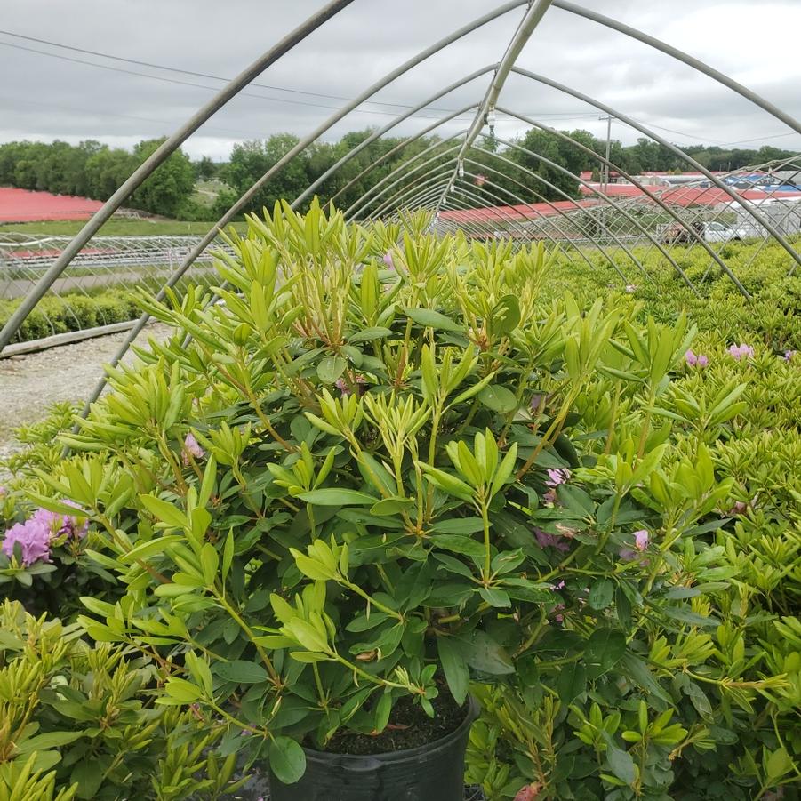 Rhododendron cat. 'Roseum Pink'