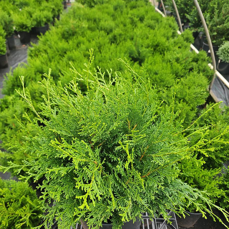 Chamaecyparis obtusa 'Templehof'