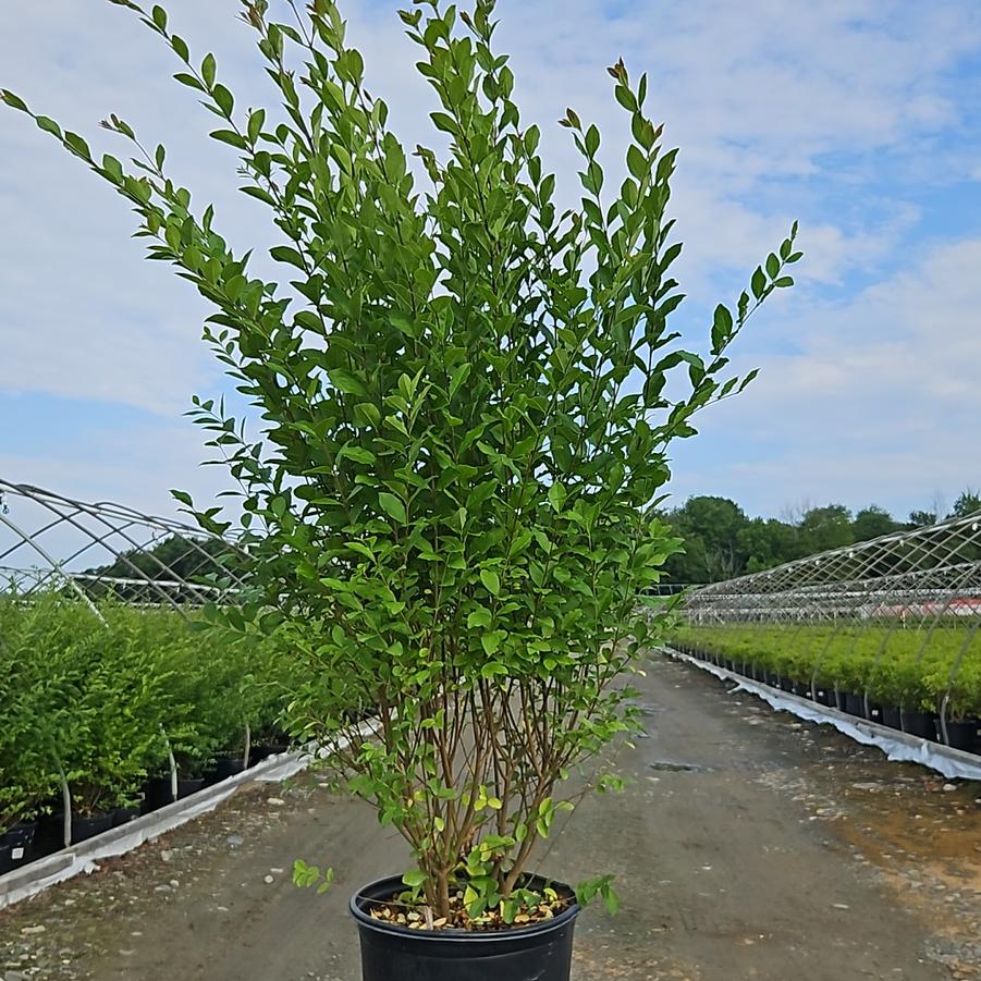 Ligustrum amurense 