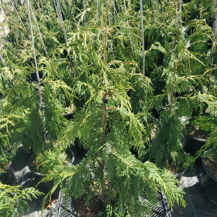 Chamaecyparis nootkatensis 'Pendula'