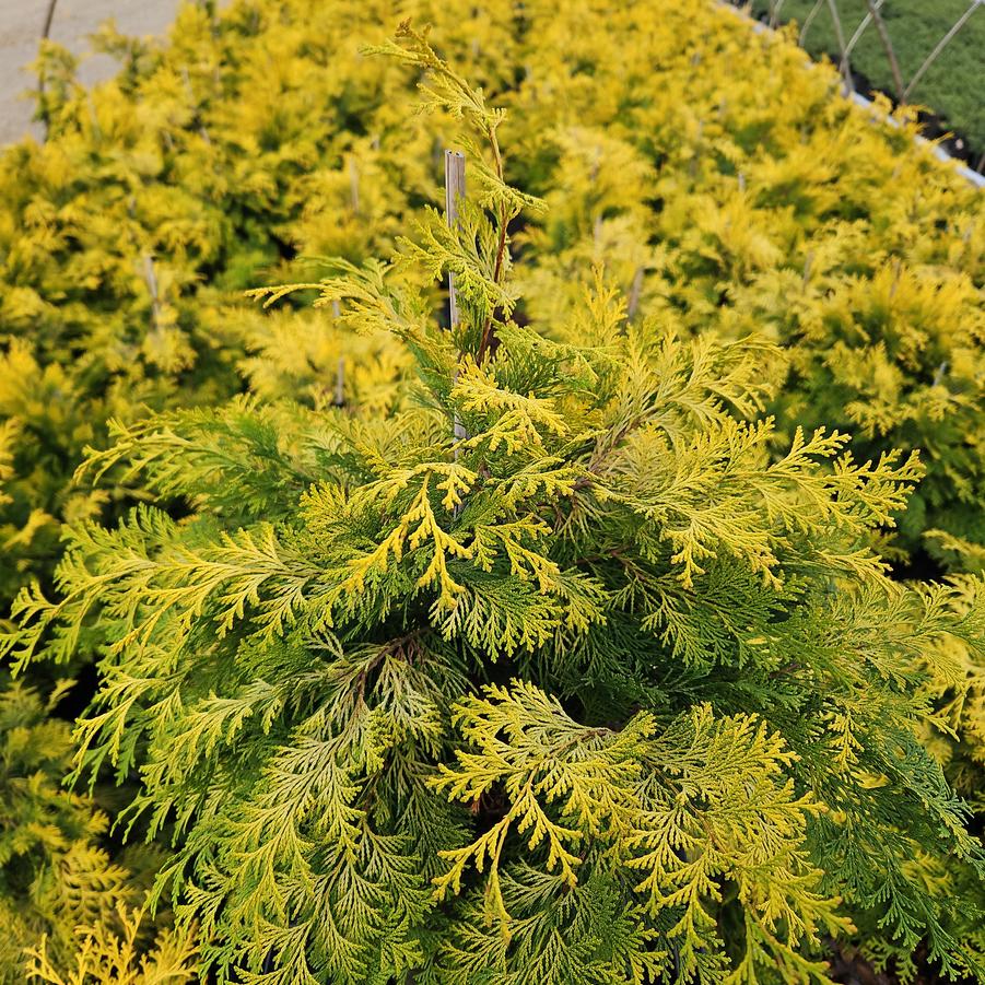 Chamaecyparis obtusa 'Crippsii'