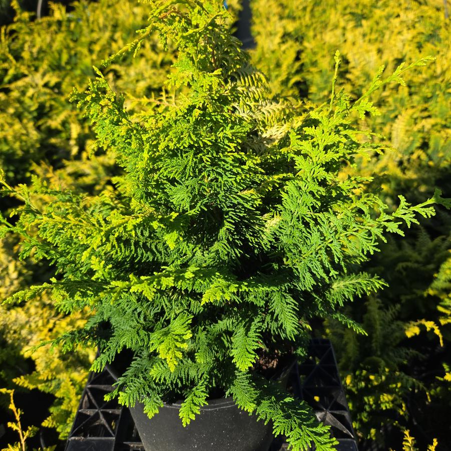 Chamaecyparis obtusa 'Fernspray Gold'