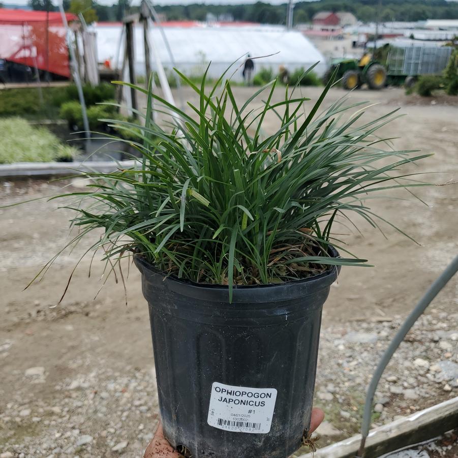 Ophiopogon japonicus 