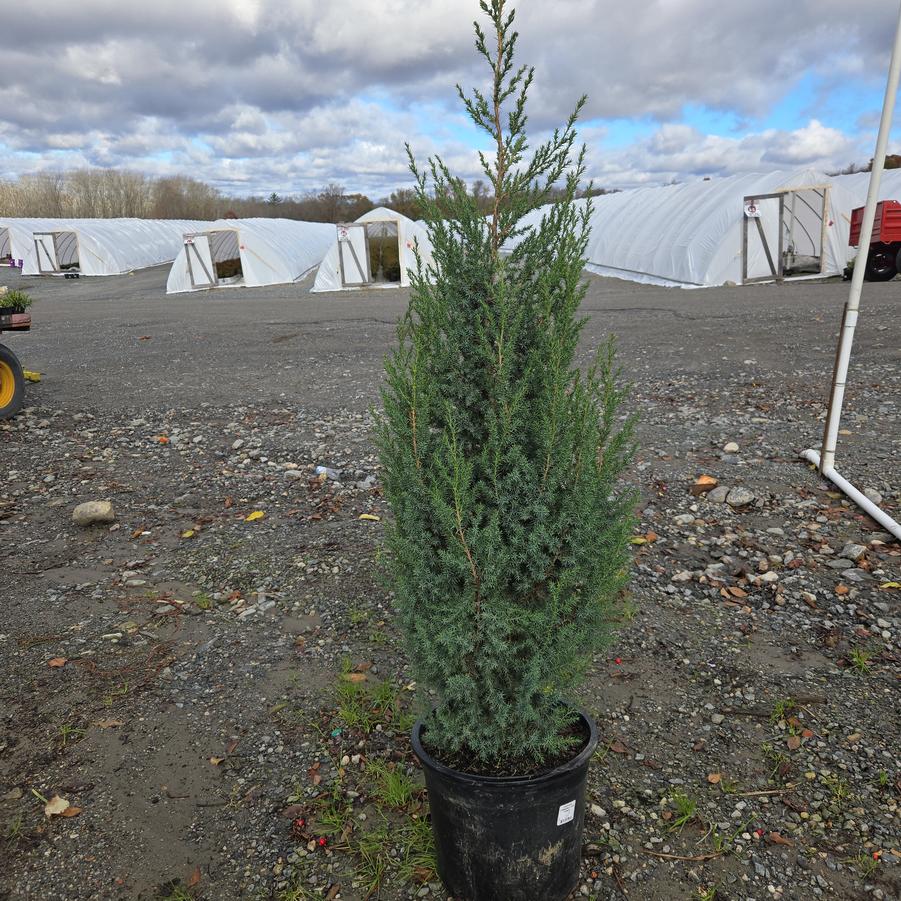 Juniperus x Star Power®