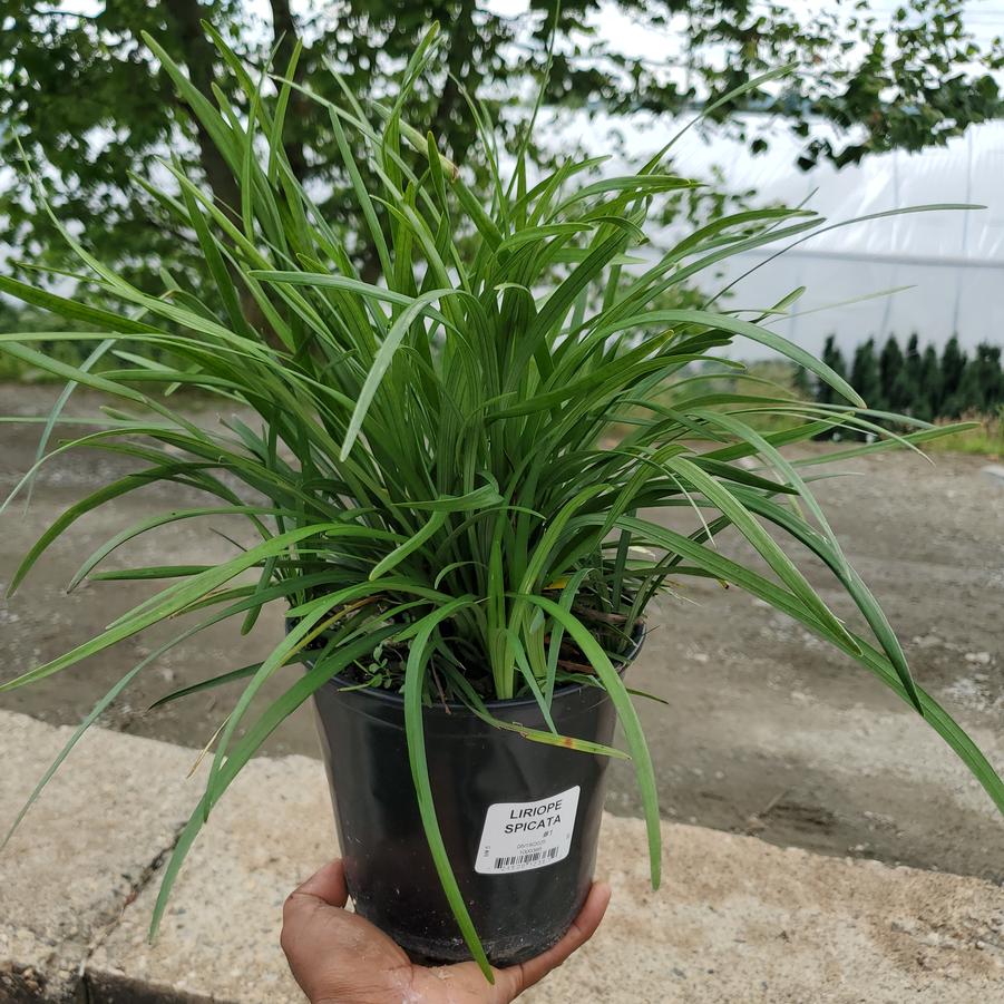 Liriope spicata 