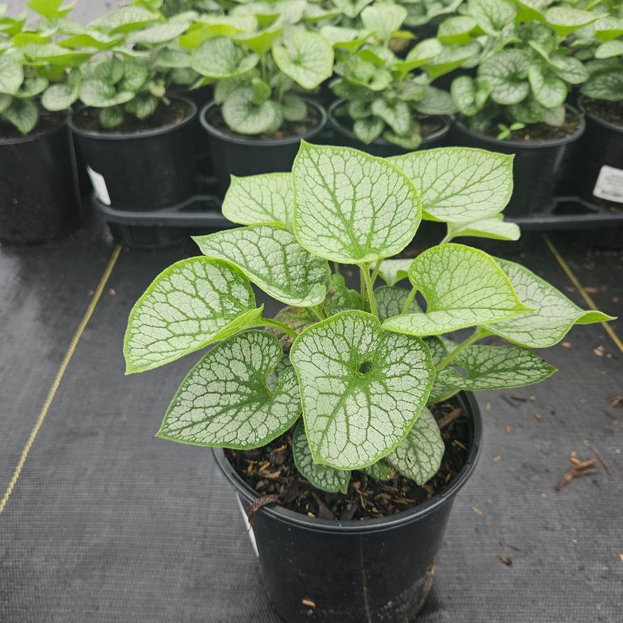 Brunnera macrophylla 'Jack Frost'