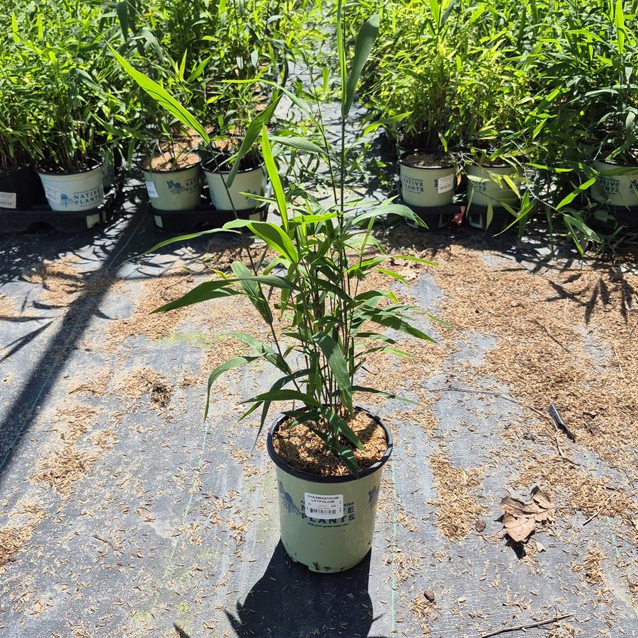 Chasmanthium latifolium 