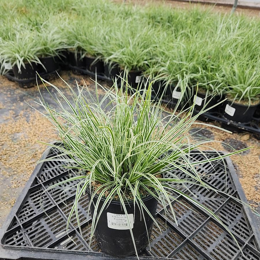 Carex oshimensis EverColor® Everest