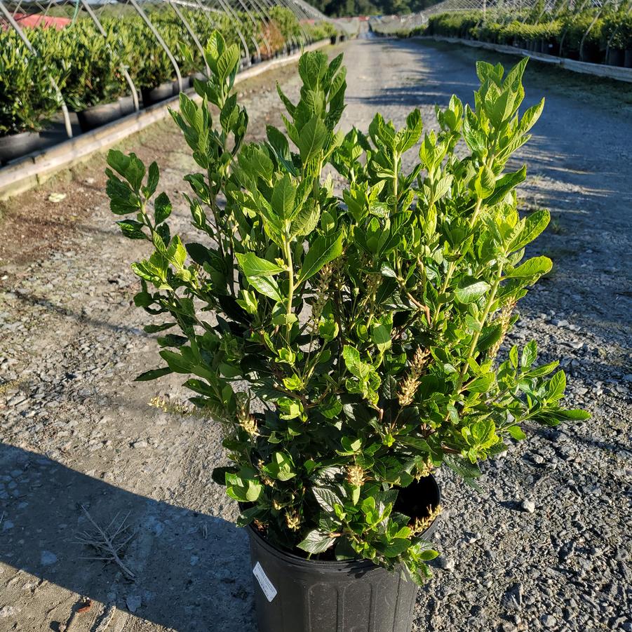 Clethera alnifolia 'Sixteen Candles'