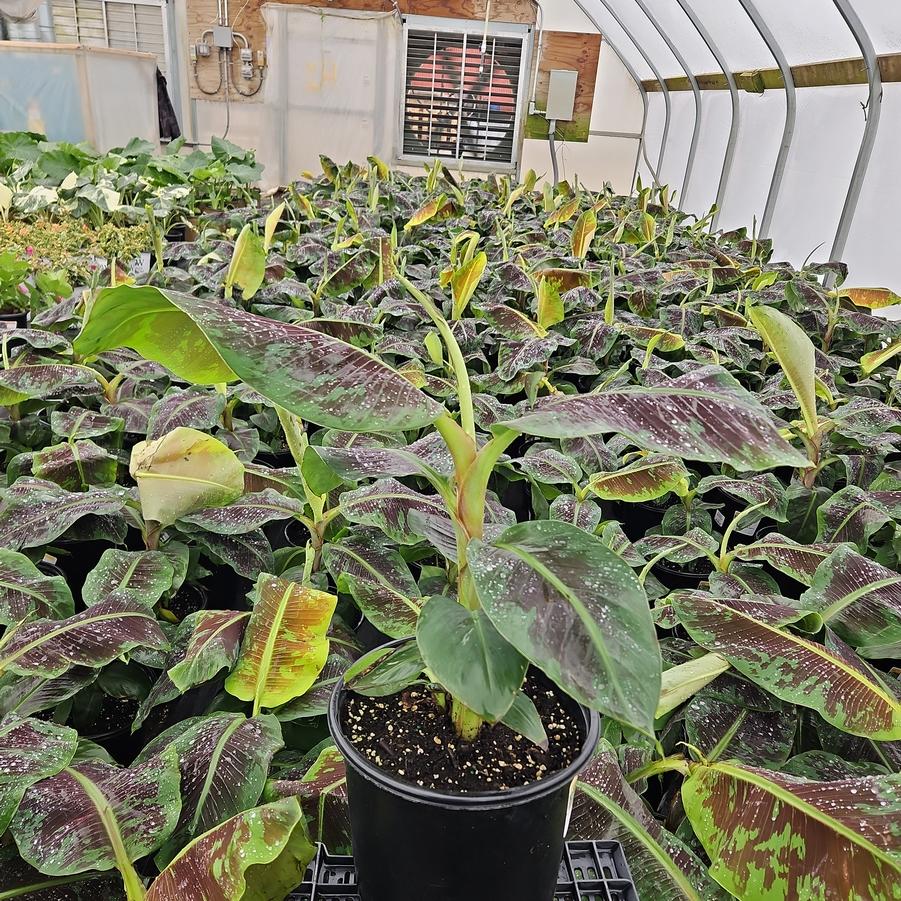 Musa Dwarf Cavendish