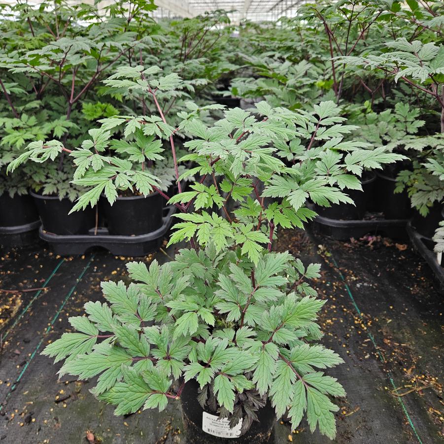 Actaea simplex 'Brunette'