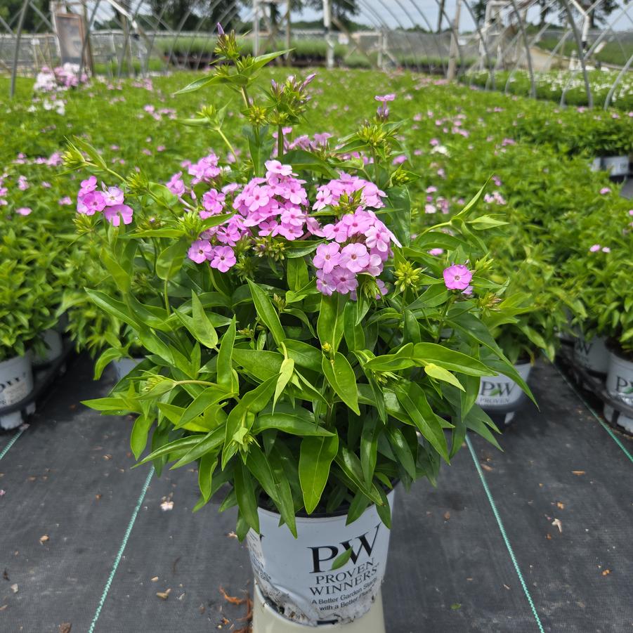 Phlox hybrid Opening Act Blush