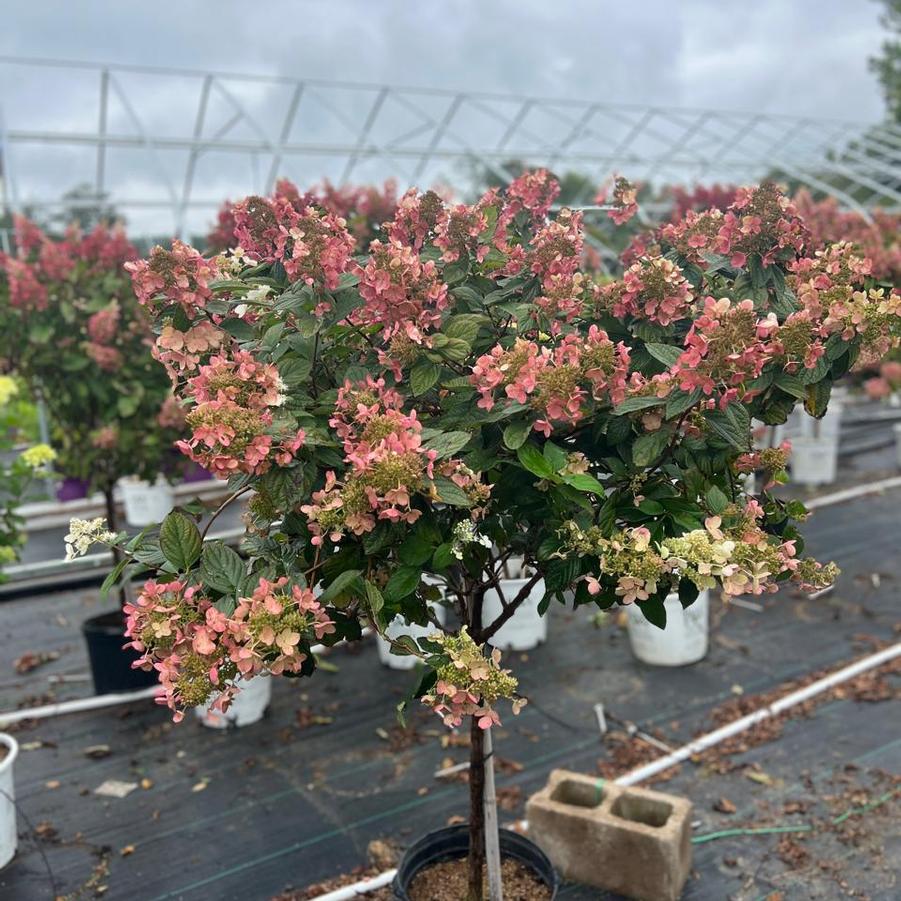 Hydrangea paniculata Pink Diamond