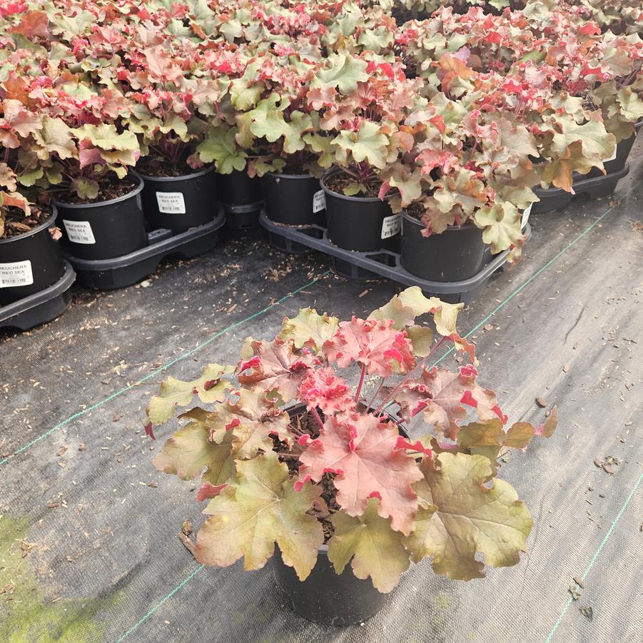 Heuchera Red Sea