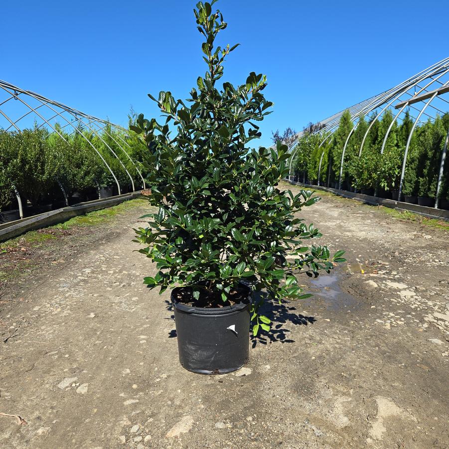 Ilex x 'Nellie Stevens'