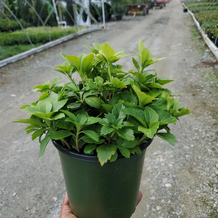 Pachysandra terminalis 