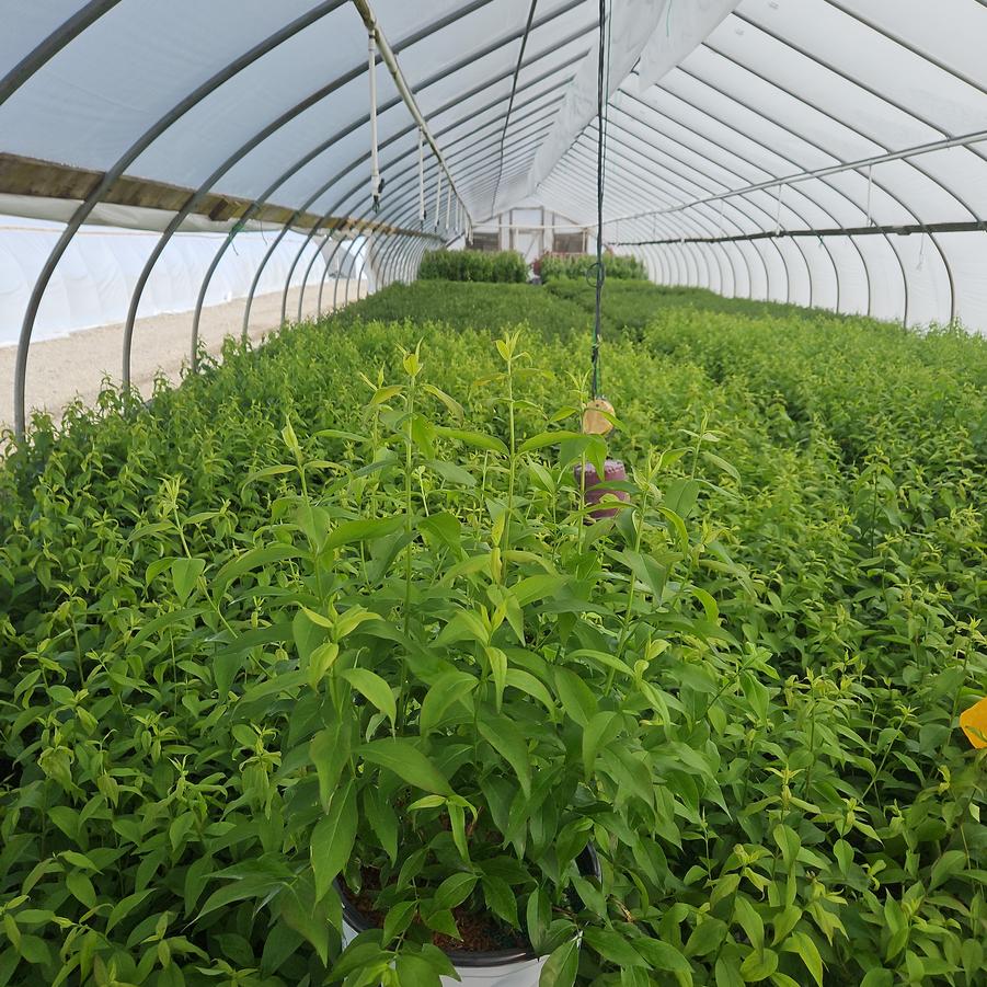 Abelia mosanensis Sweet Emotion®