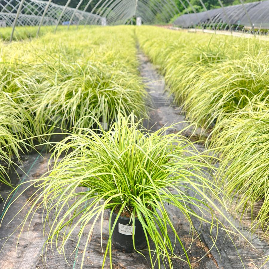 Carex oshimensis EverColor® 'Eversheen'